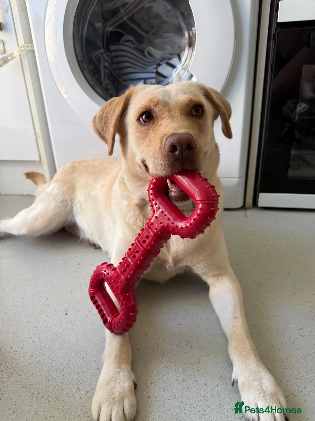 Labrador Retriever dogs for sale: Labrador Retriever  in Chippenham - Advert 5
