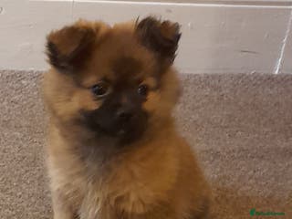 Pomchi dogs Boy pomchis - Advert 17