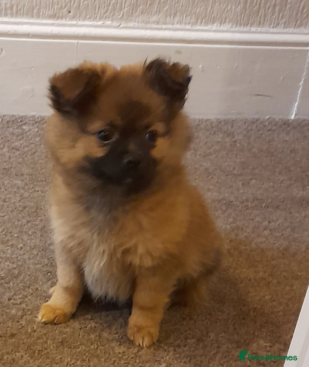 Pomchi dogs for sale: Boy pomchis  - Advert 1
