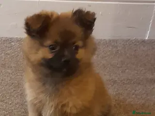 Pomchi dogs Boy pomchis - Advert 8