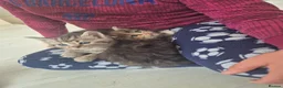 Maine Coon cats for sale: Half maincoone kittens - Advert 12
