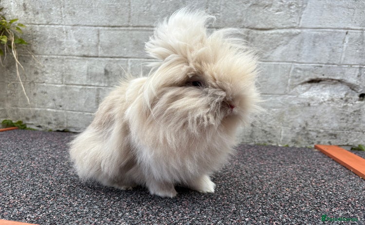 Lionhead rabbits - Advert 1