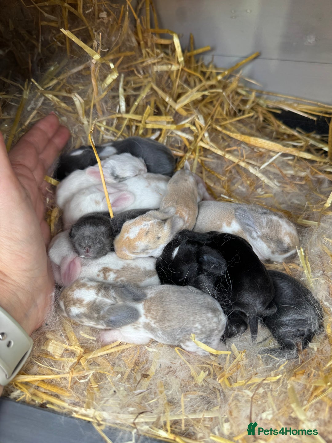 Mini Lop rabbits for sale: Mini lop baby rabbits for sale - Image 1