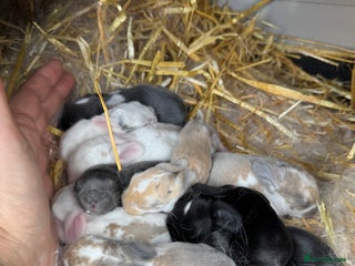 Mini Lop rabbits - Advert 13