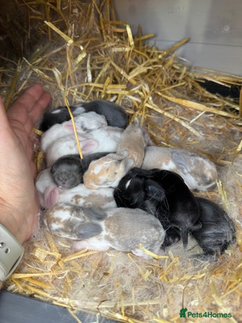 Mini Lop rabbits - Advert 9