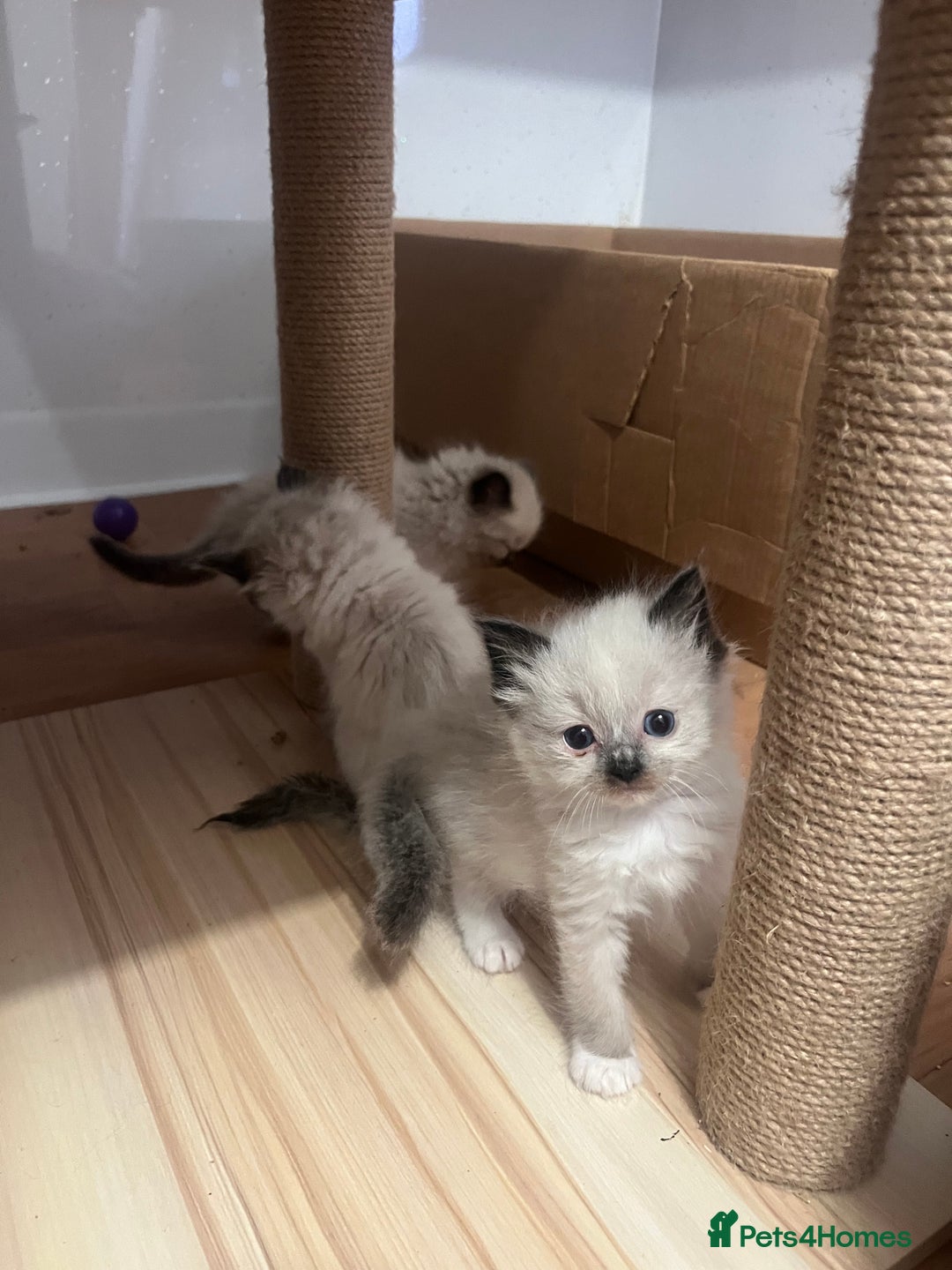 Ragdoll cats for sale: Ragdoll girls  - Image 6