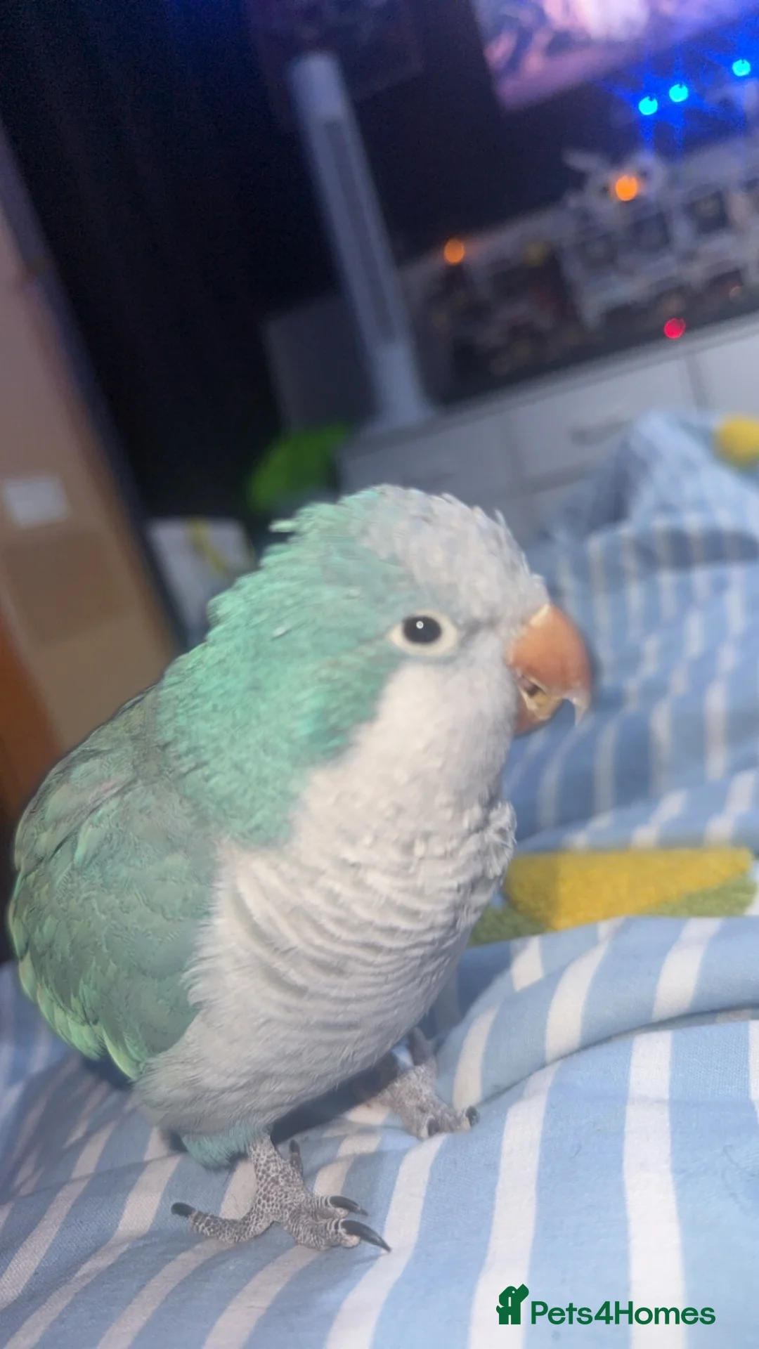 Parrots birds for sale: Quaker Parrot  in Tranent - Advert 2