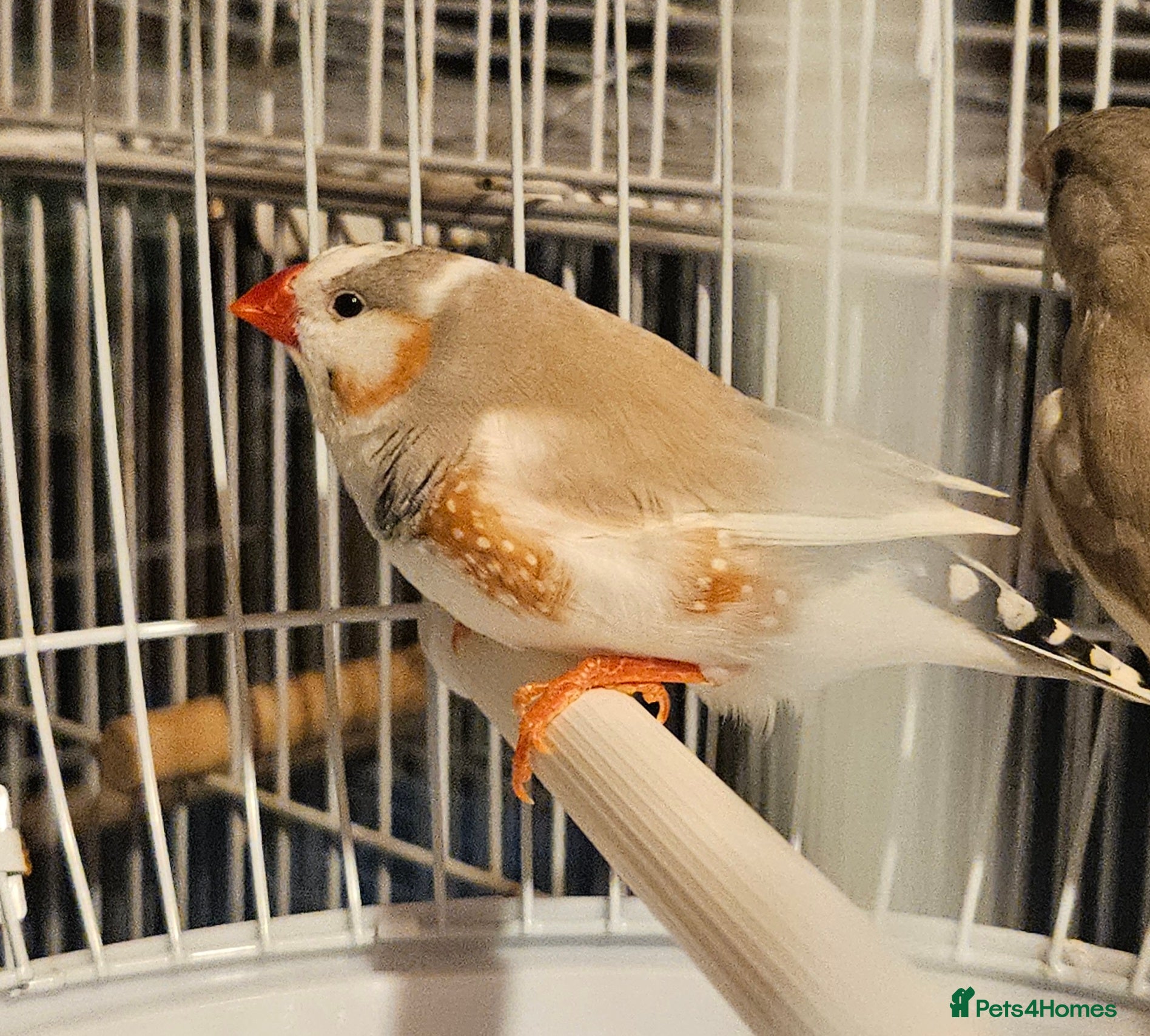 Finches birds Goldfinches, Bengalese finches & Zebra Finches - Advert 4