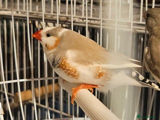 Finches birds Goldfinches, Bengalese finches & Zebra Finches - Advert 2