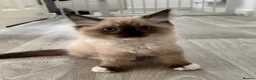 Ragdoll cats for sale: Stunning Purebred Ragdoll Kittens - Advert 14