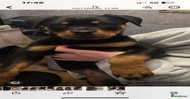 Rottweiler dogs Beautiful Rottweiler girl. Ready to leave now  - Advert 6