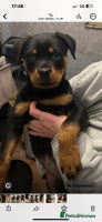 Rottweiler dogs Beautiful Rottweiler girl. Ready to leave now - Advert 6