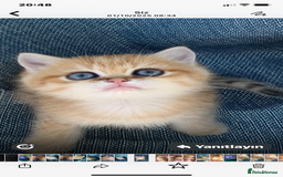 British Shorthair cats for sale: British Golden Shorthair kittens GCCF  - Image 2