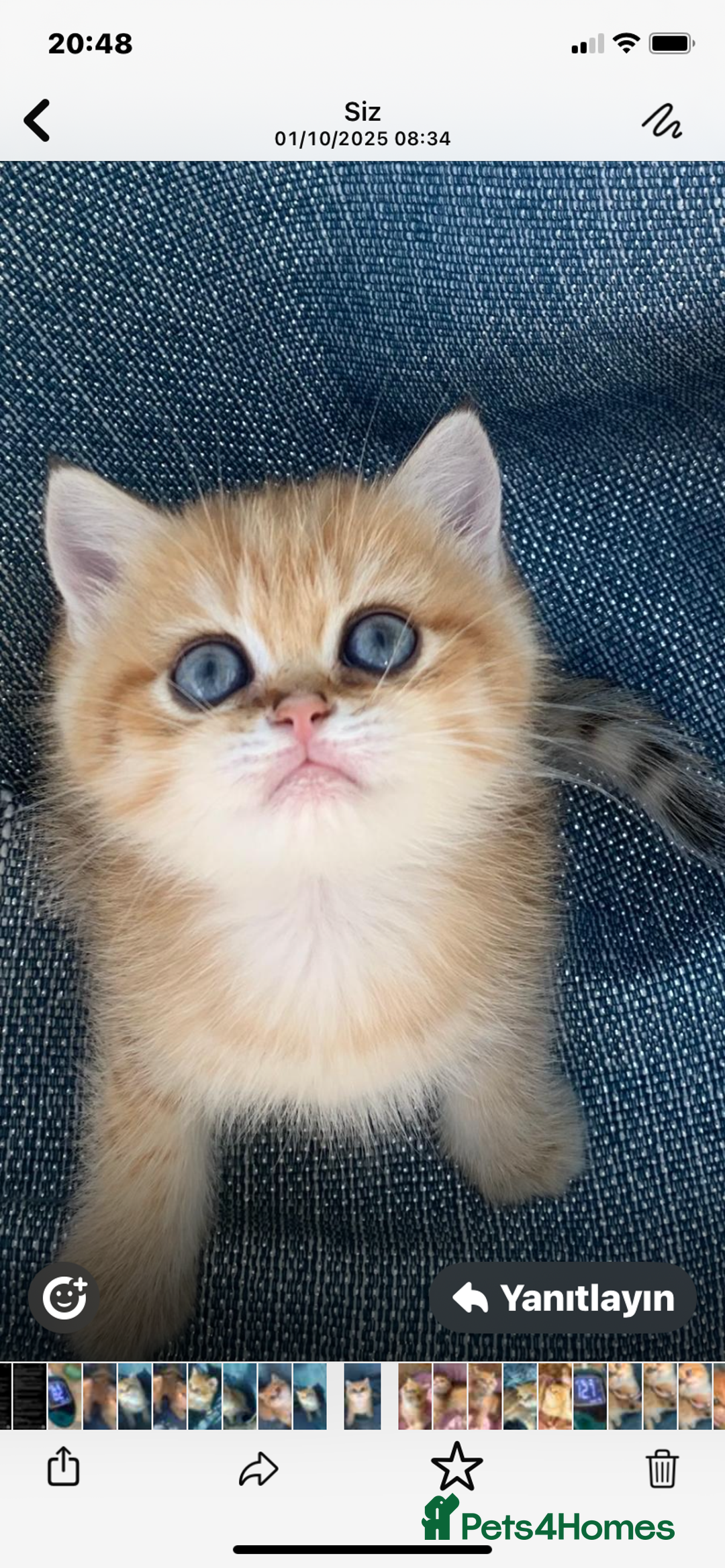 British Shorthair cats for sale: British Golden Shorthair kittens GCCF  - Image 2