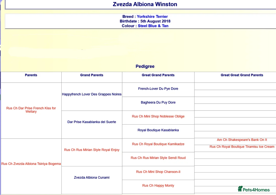 Yorkshire Terrier dogs for sale: KC reg, 17 Champions Bloodline - Advert 4