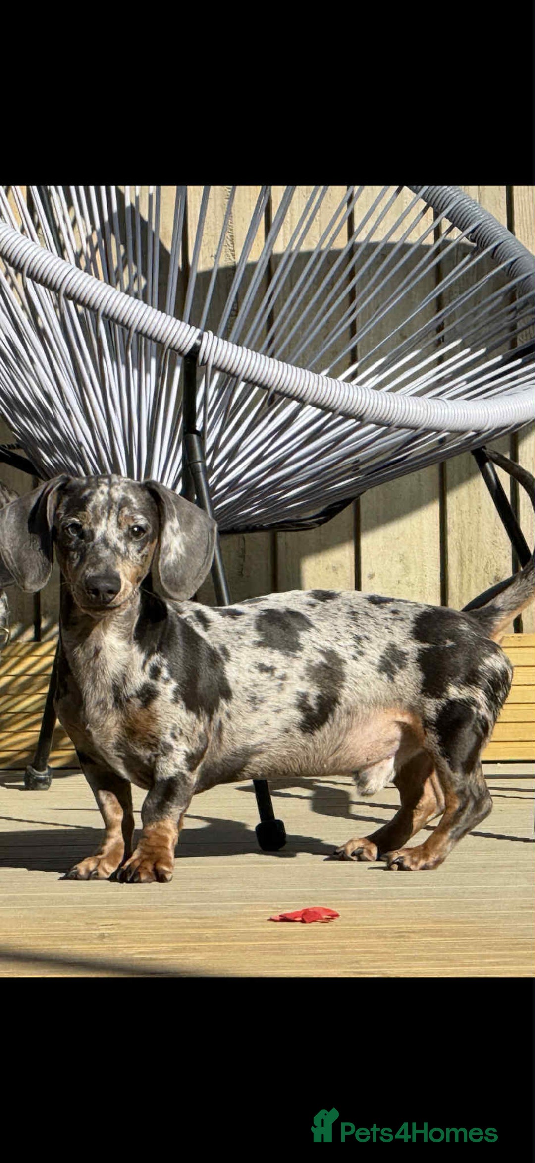 Dachshund dogs for sale: Dachshund Puppies for sale  - Advert 7