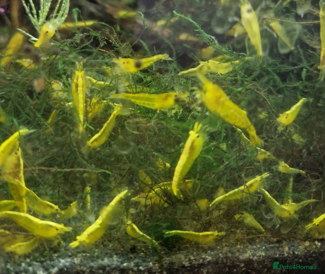 Shrimps fish for sale: Yellow Cherry Shrimps for sale  - Advert 2