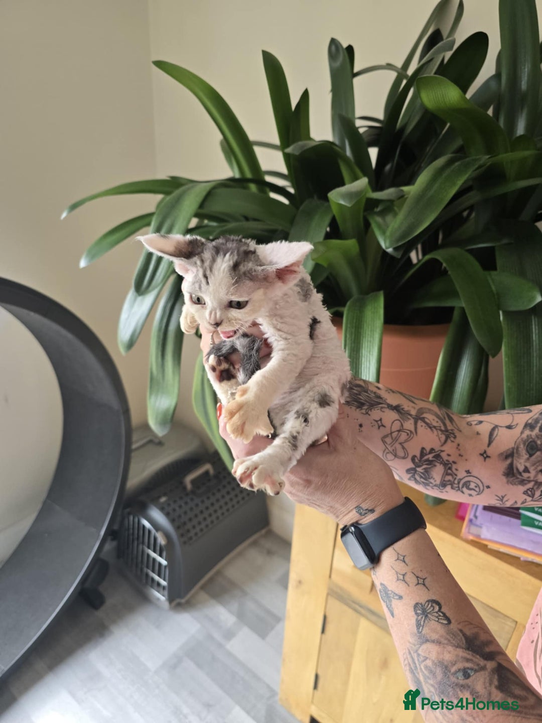 Devon Rex cats for sale: Quintelin Devon Rex - Image 2