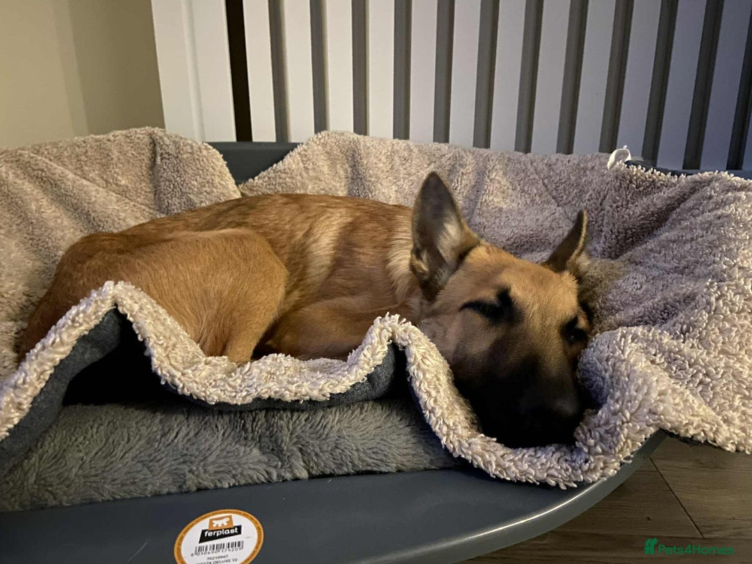 Mixed Breed dogs for adoption: Arnie is looking for the best home  - Image 8