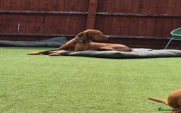 Hungarian Vizsla dogs for sale: KC Reg Hungarian Vizsla Puppies-Imported Lineage - Image 16