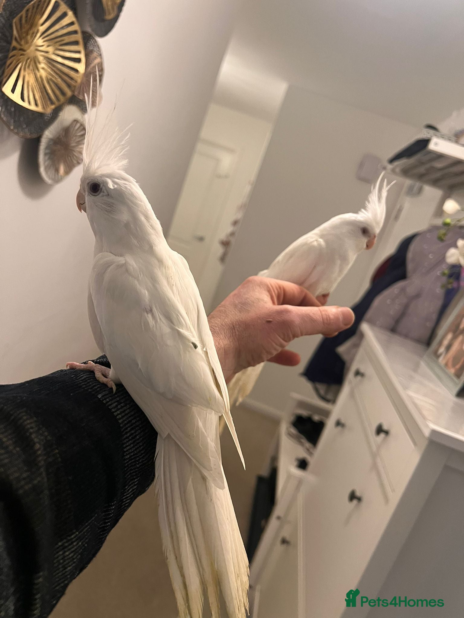 Cockatiels birds Cocktails for sale - Advert 9