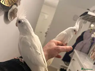 Cockatiels birds Cocktails for sale - Advert 9