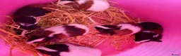 Guinea Pig rodents for sale: Males and females guinea pigs  - Advert 1