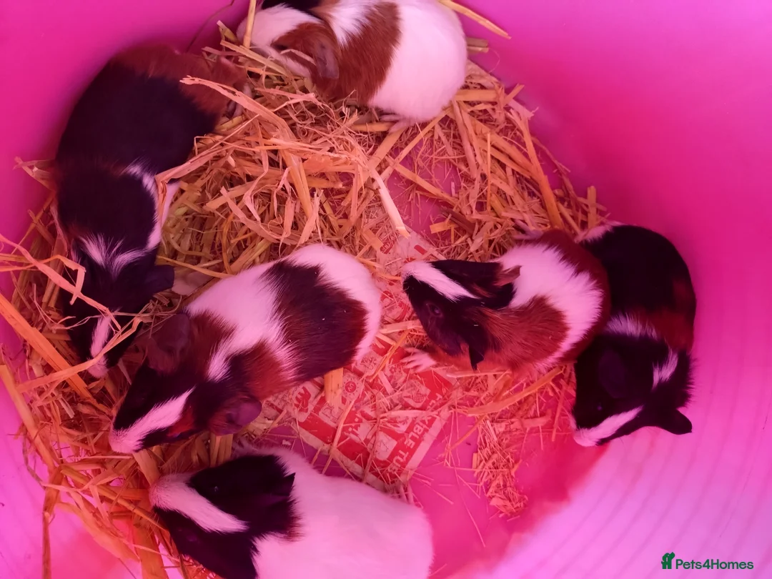 Guinea Pig rodents for sale: Males and females guinea pigs  - Advert 1