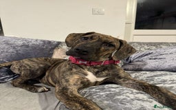 Presa Canario dogs for sale: Press Canario to rehome - Image 6