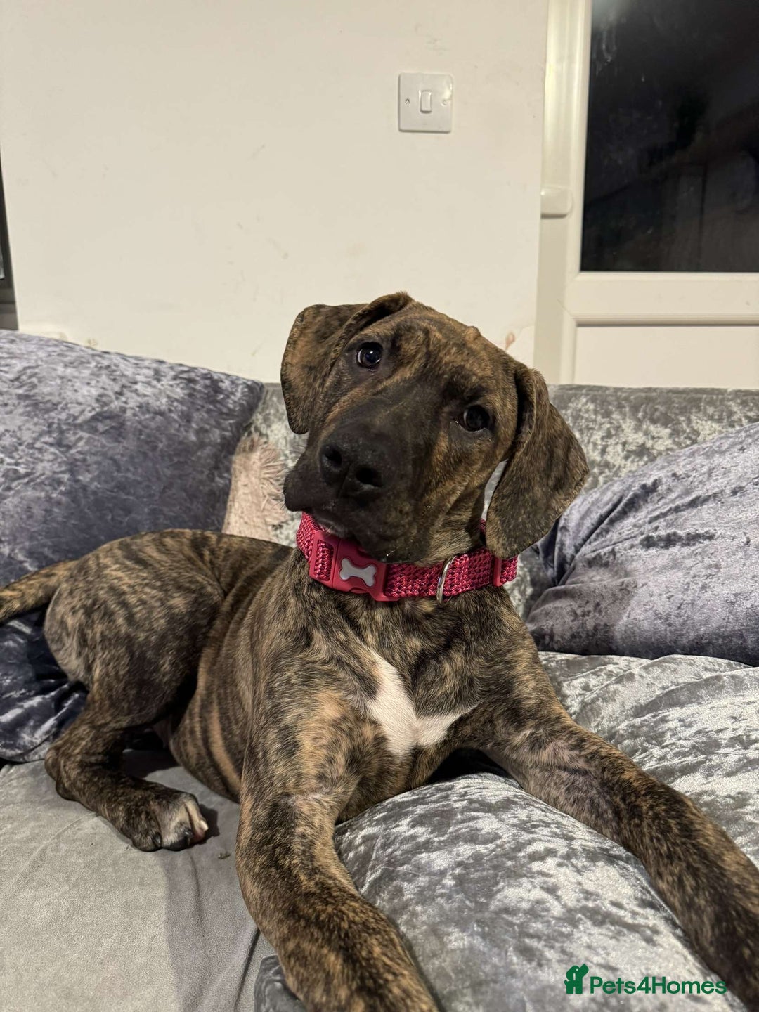 Presa Canario dogs for sale: Press Canario to rehome - Image 6