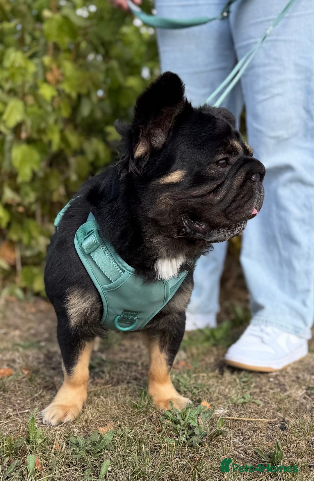 French Bulldog dogs for stud: 🦁Enzo🦁 Full Fluffy Frenchie  - Image 2