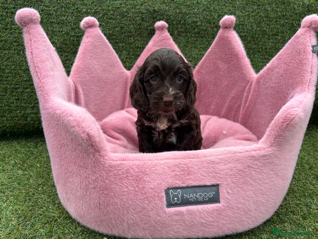 Cockapoo dogs for sale: ⭐️ Stunning Rare Coloured F1 Miniature Cockpoos ⭐️ - Image 32