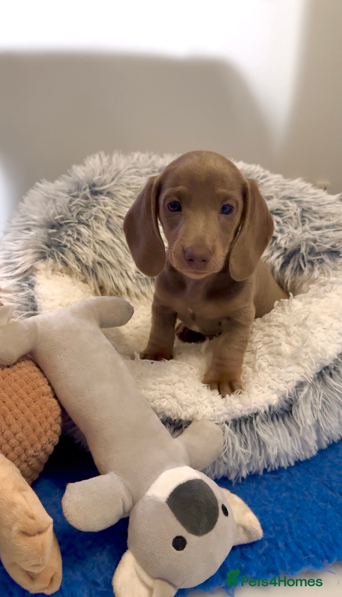 Miniature Dachshund dogs Ready Now Quality mini Isabela & tan Daxi puppy,s  - Advert 1