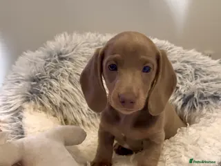 Miniature Dachshund dogs Ready Now Quality mini Isabela & tan Daxi puppy,s - Advert 1