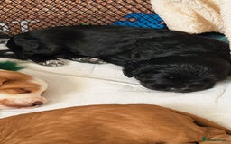 Mixed Breed dogs for sale: Stunning health tested sprollie x cocker  - Image 9