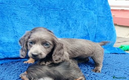 Miniature Dachshund dogs for sale: LONG HAIRED MINI KC REG PRA CLR  - Image 12
