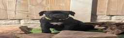 Cane Corso dogs for sale: Black female cane corsos puppies  - Advert 7