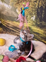 British Shorthair cats British Shorthair Tabby - Advert 8