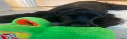 Cocker Spaniel dogs for sale: Beautiful Monzo - Cocker Spaniel looking new home - Advert 3