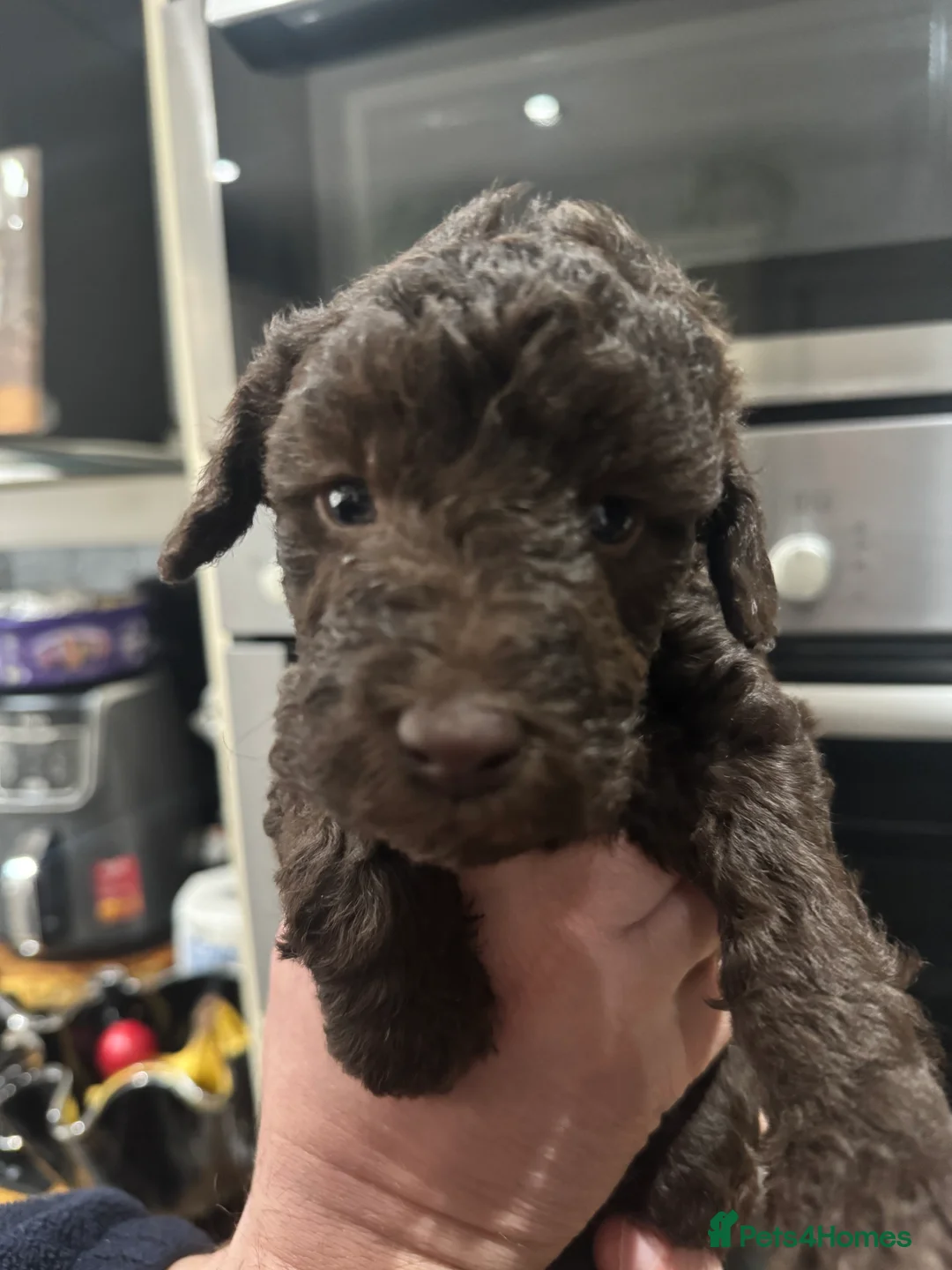 Bedlington Terrier dogs for sale: KC Registered Bedlington Terrier Pups  - Advert 11