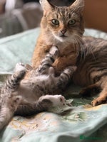 Mixed Breed cats Beautiful kitten available - Advert 5