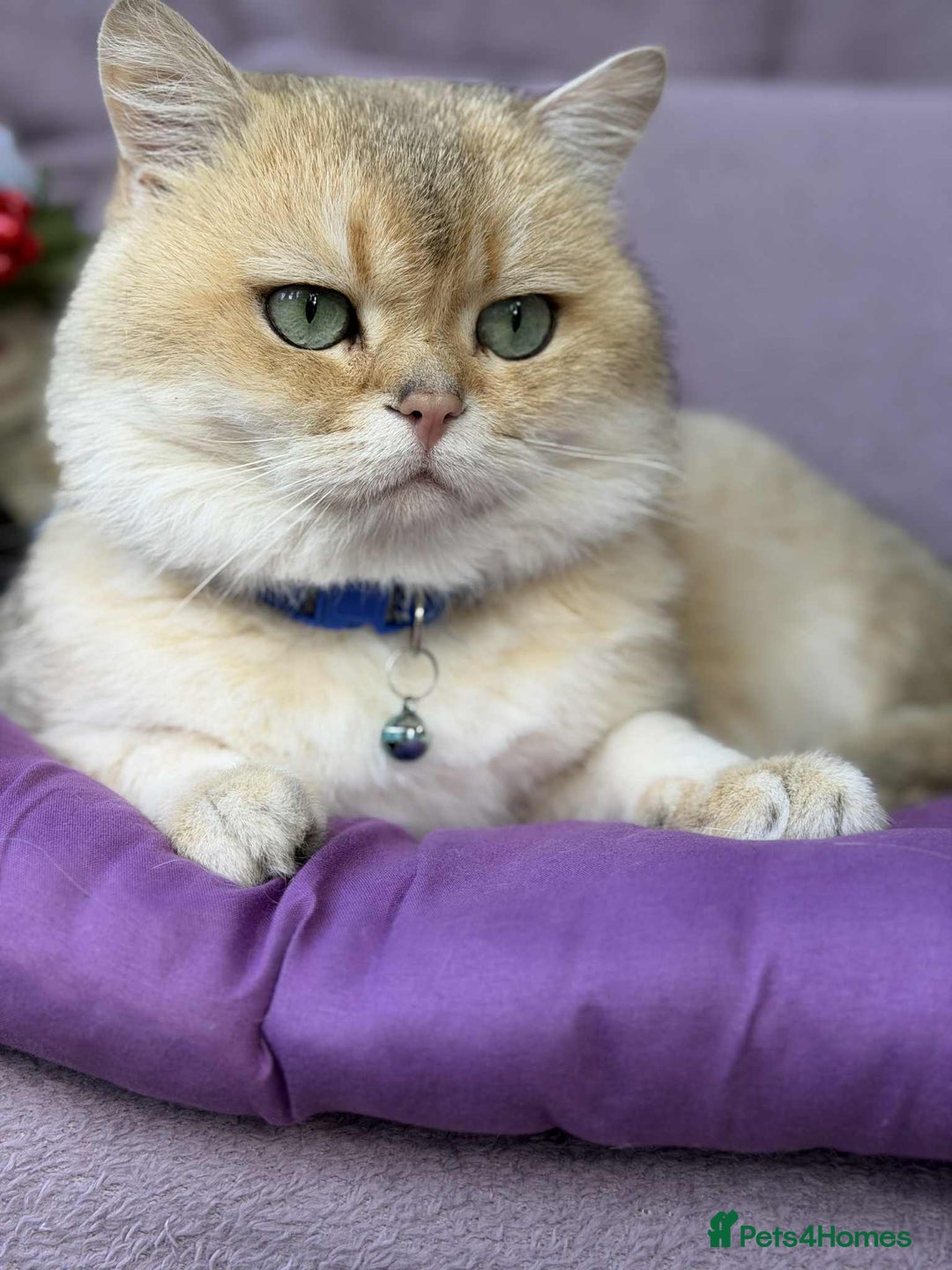 British Shorthair cats for sale: ⭐️Adorable TICA British Short/Long hair girls⭐️ - Advert 13