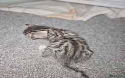 Bengal cats for sale: Pure pedigree bengals avaliable  - Image 17