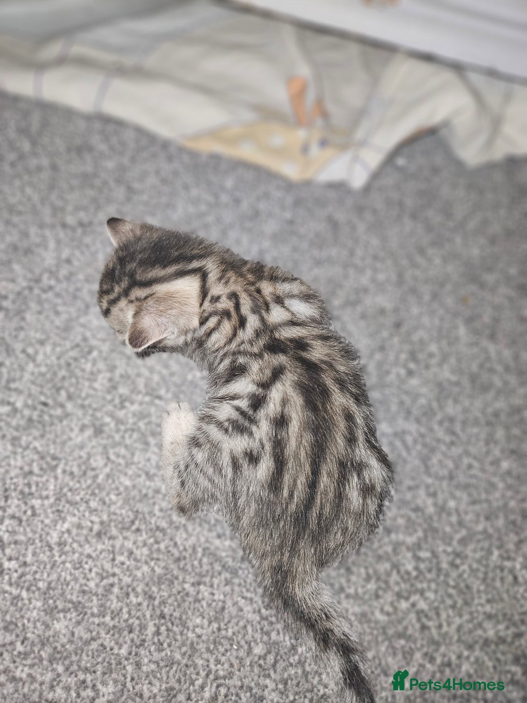 Bengal cats for sale: Pure pedigree bengals avaliable  - Image 17