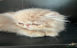 Persian cats for sale: Noushafarin Gccf reg hobby breeder  - Image 4