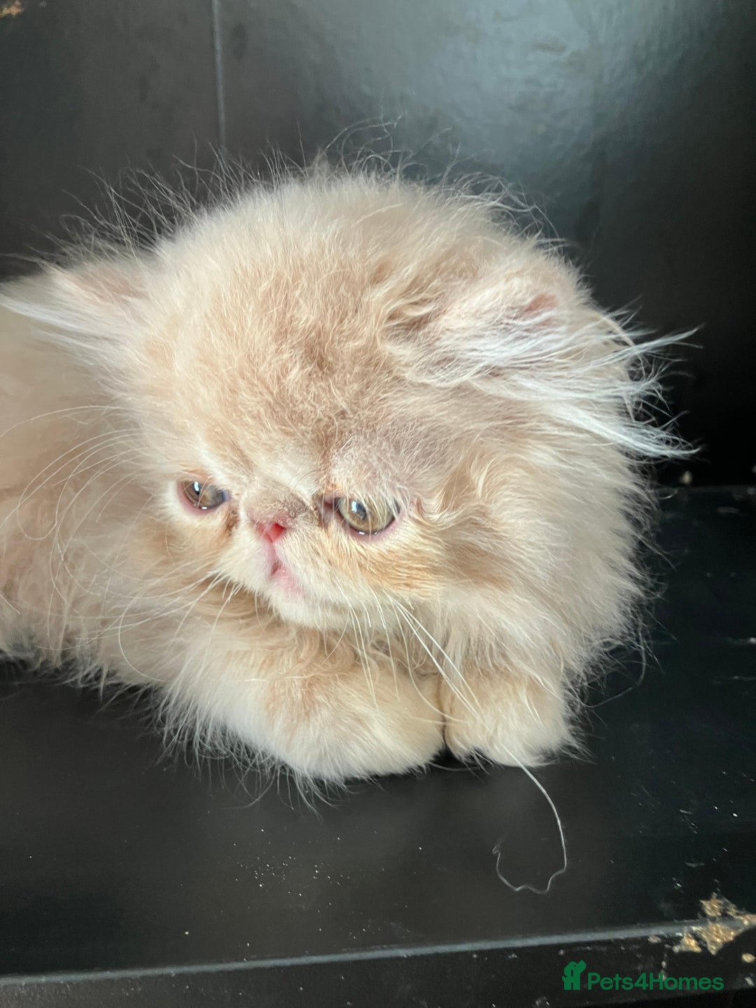 Persian cats for sale: Noushafarin Gccf reg hobby breeder  - Image 4