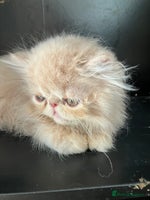 Persian cats - Advert 2