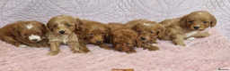 Cockapoo dogs for sale: Beautiful health clear Cockapoo's in Staines - Advert 32