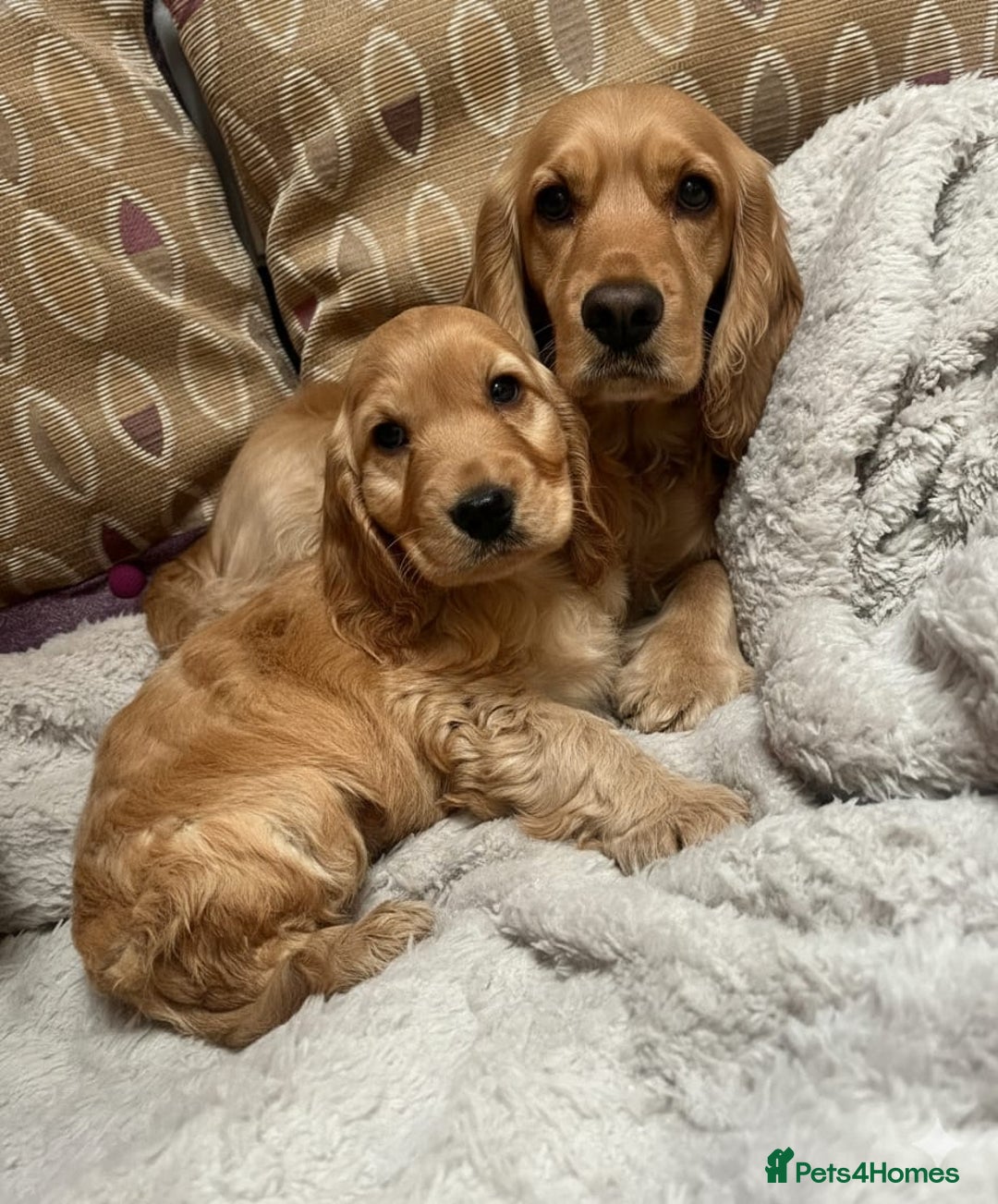 Cockapoo dogs for sale: Reluctant rehome of cockapoo pup  - Advert 4