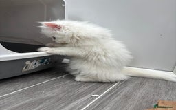 Persian cats for sale: Persian kittens for sale - Image 7